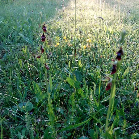 Paatsalu Camping Campingplads *