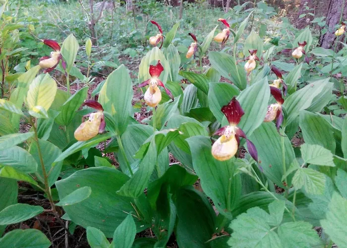 Paatsalu Camping Kemp Paatsalu