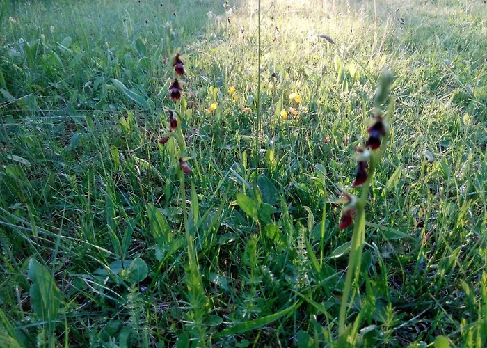 Paatsalu Camping Кемпинг *